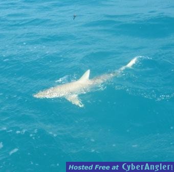 lemmon shark