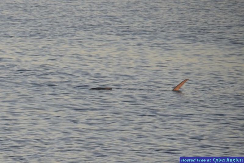 Click to Enlarge Photo