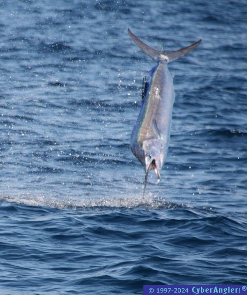 IMG_2430jumpinginvertedsailweb