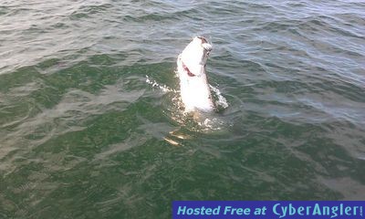 5 Tarpon day on the Tampa Bay!