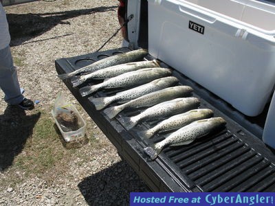 Sight fishing Trophy Redfish