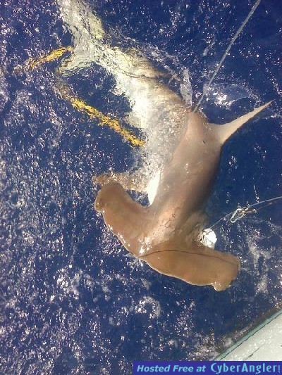 shark ken1