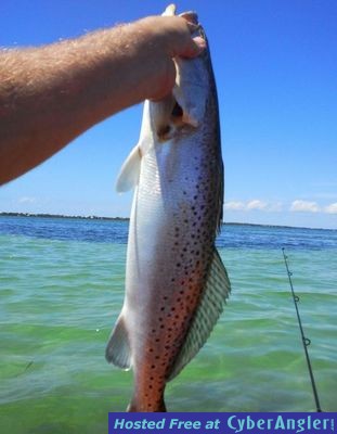 Gator Trout