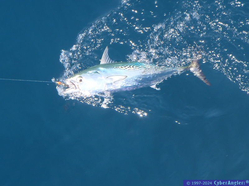 fish2012_019