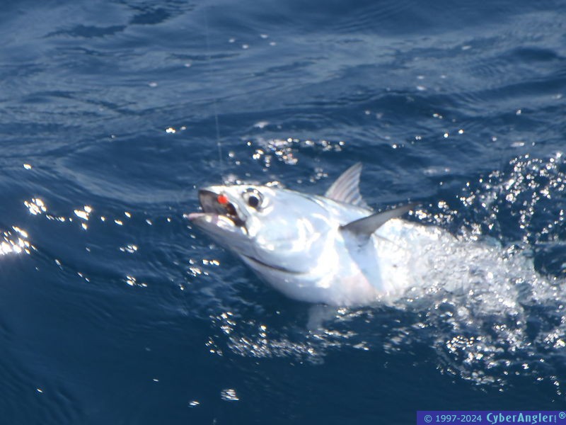 fish2012_0321