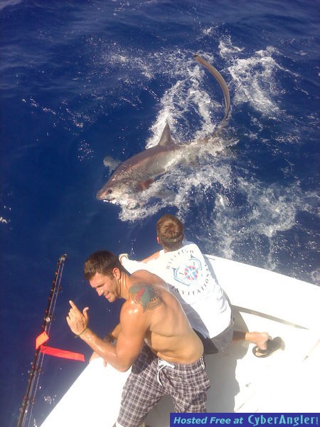 Shark Tony1