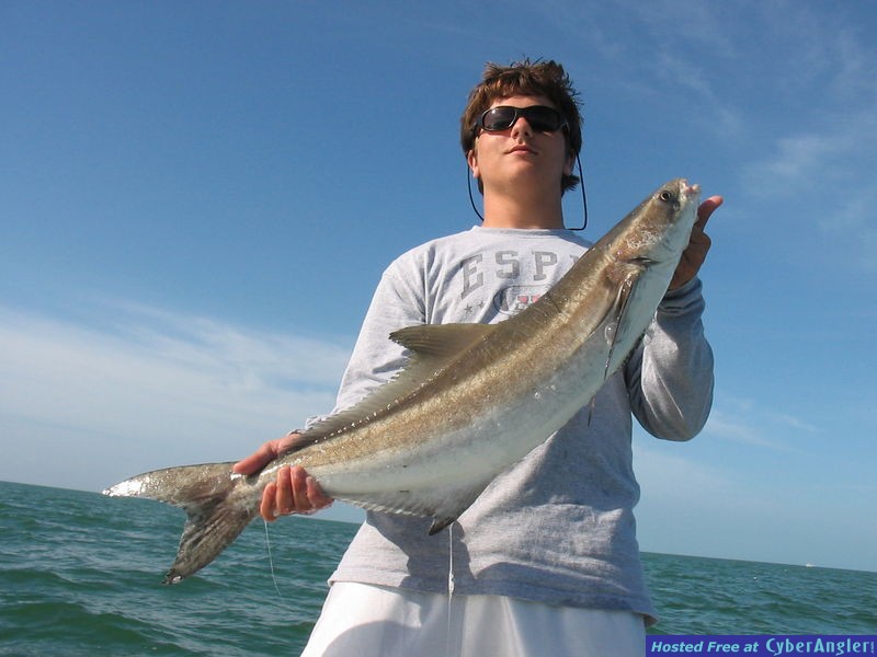 jewfish_001