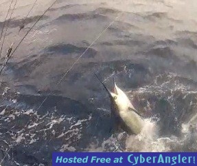 Sailfishing 2/28/2012