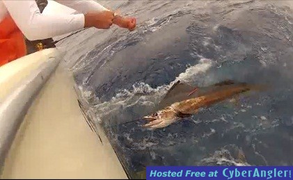 Sailfishing 2/28/2012