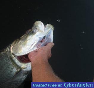 30 lb tarpon