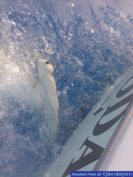 Shark Albert b