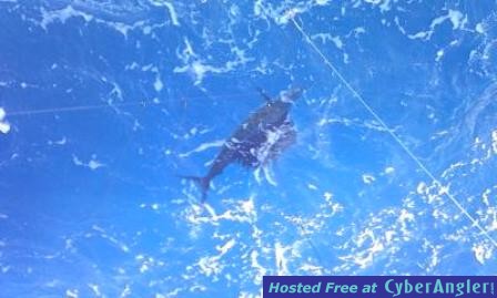 May_2012_Sailfish_web_MMD