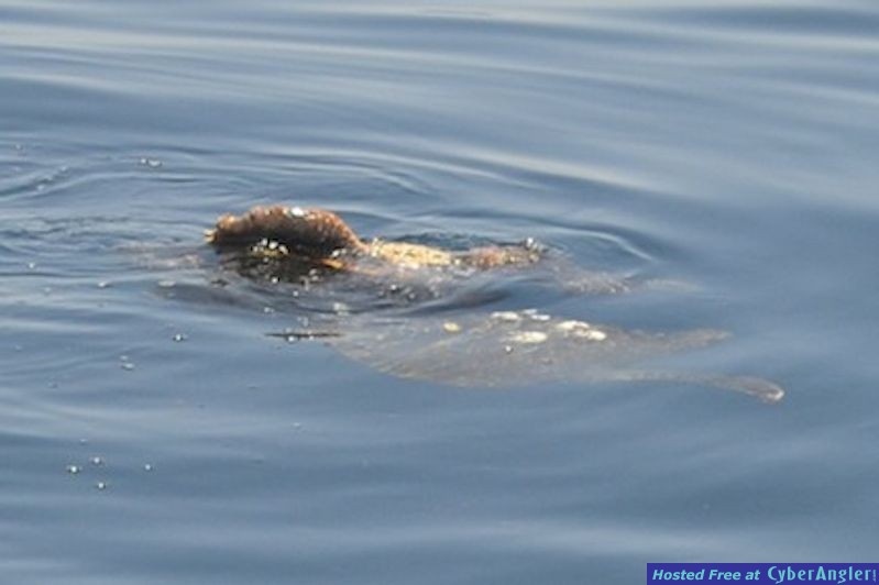 Click to Enlarge Photo