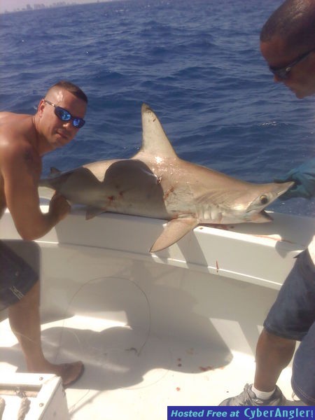 Shark Scott1
