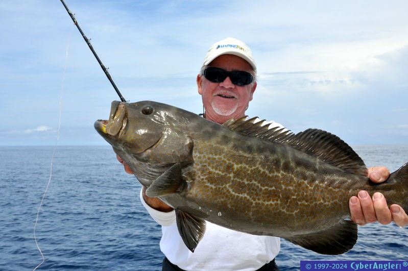 Black Grouper