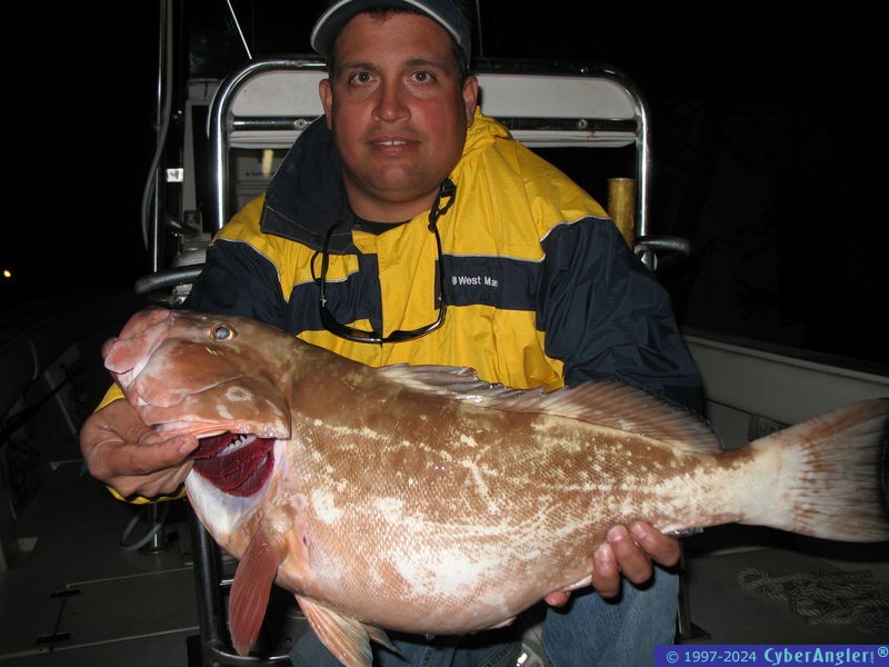 Red Grouper