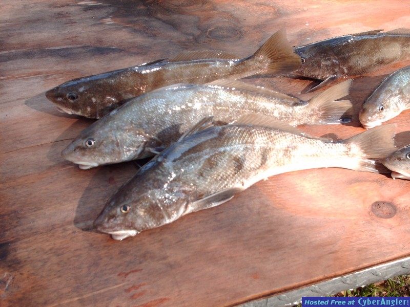 Whiting