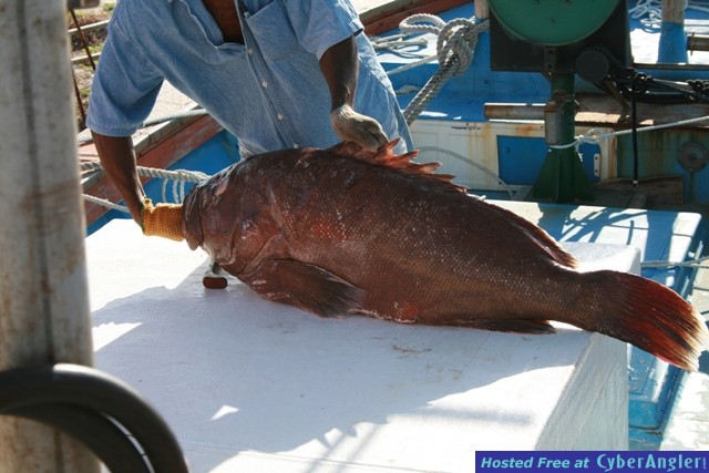 deep water grouper       1200ft