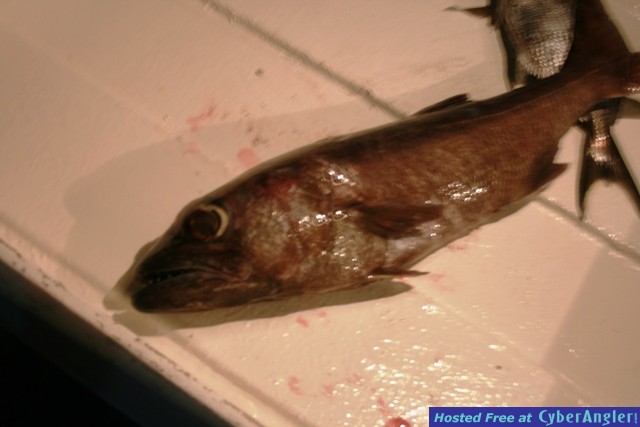 island deep drop fish