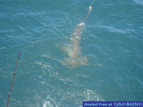 Click to Enlarge Photo