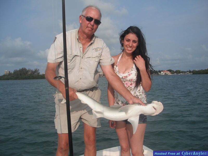 bonnethead shark in sarasota