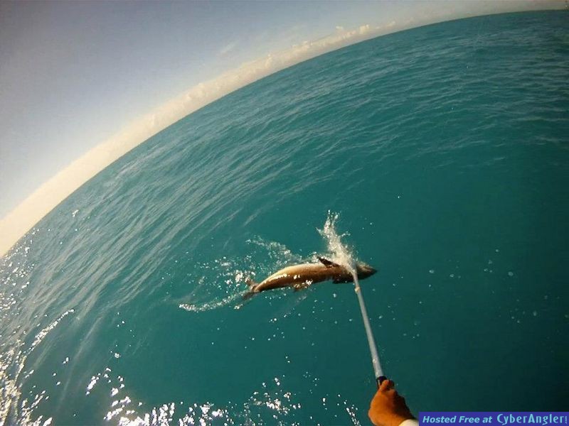 cobia5