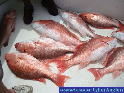 NAPLES_FISHING_ON_THE_FINDICTIVE_-_CAPT_MIKE_2012_008