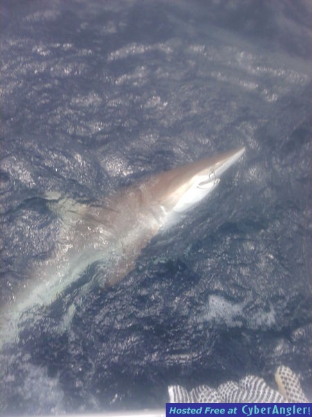 shark Nick