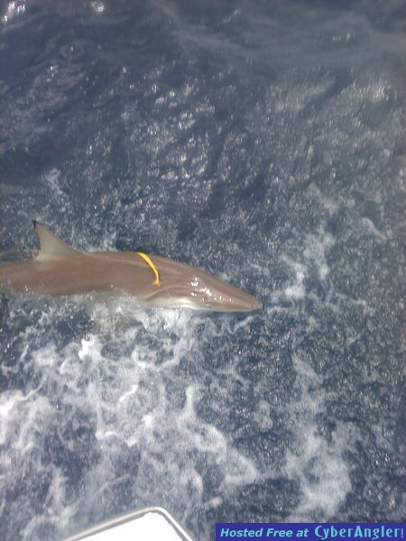 shark nick4