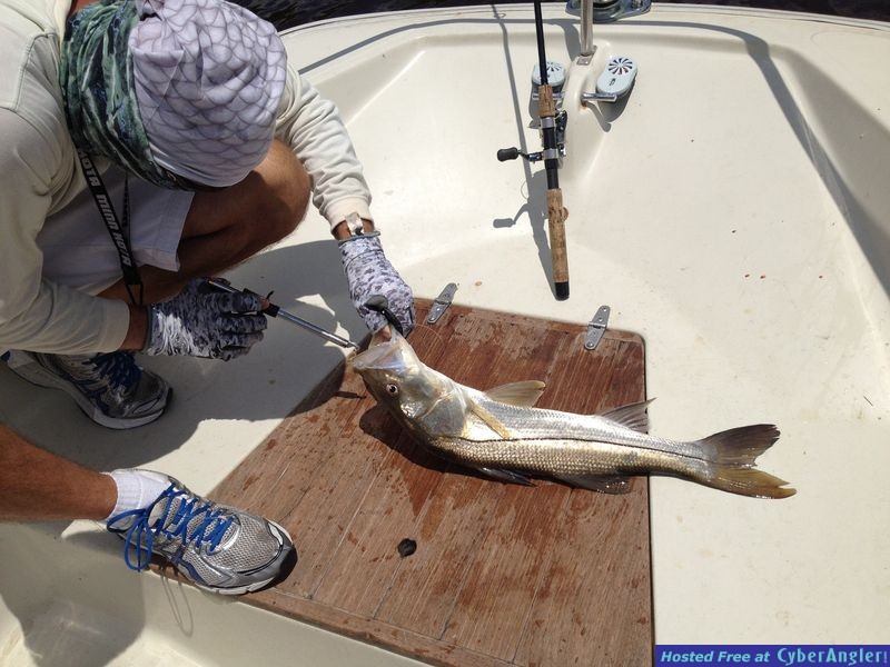 decent Flamingo snook