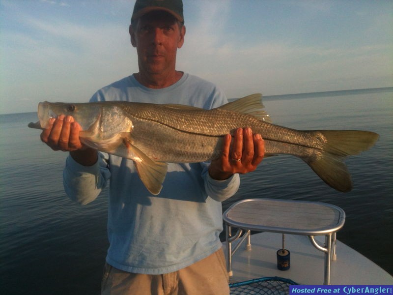 everglades Snook