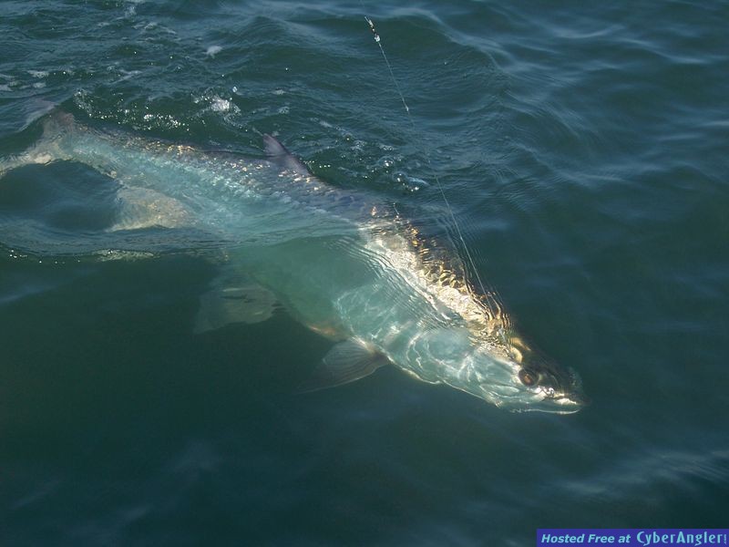 tarpon