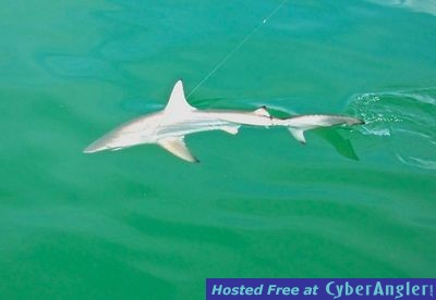 Blacktip Shark