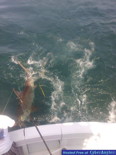 Shark Jeff2 2j