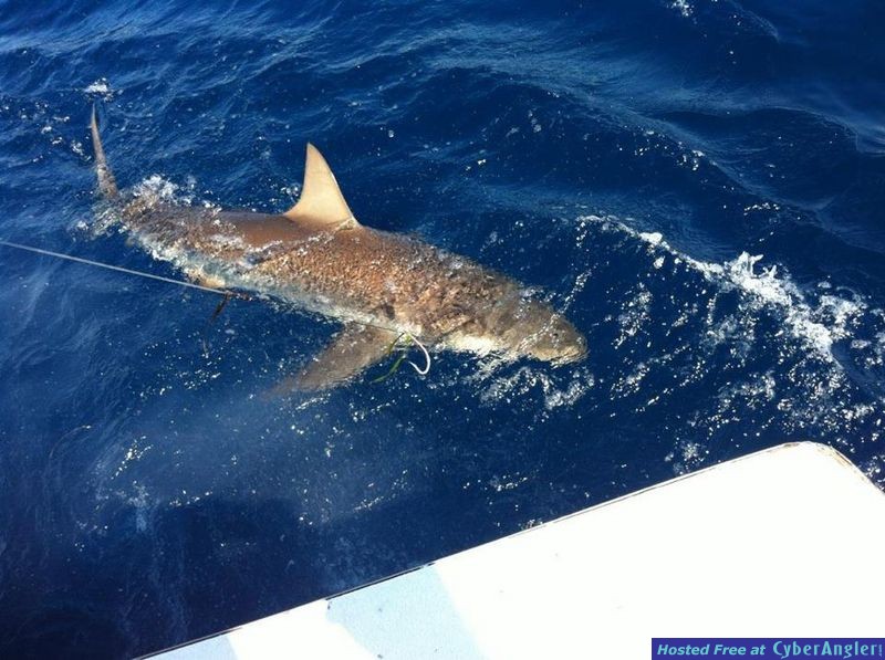 Dusky Shark