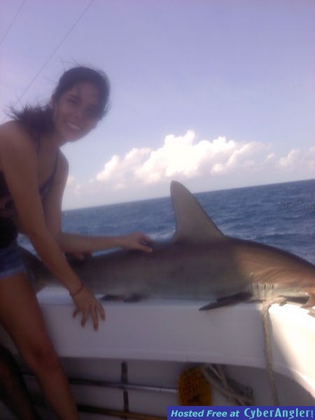 shark pam