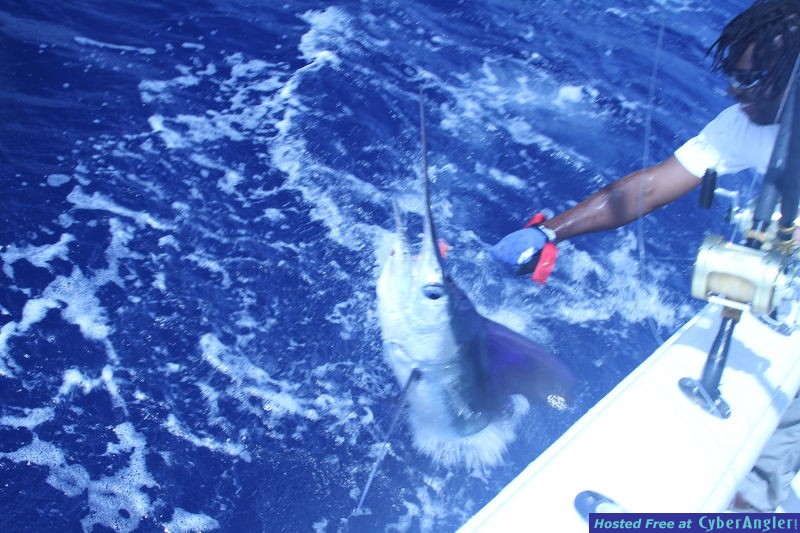 whitemarlin