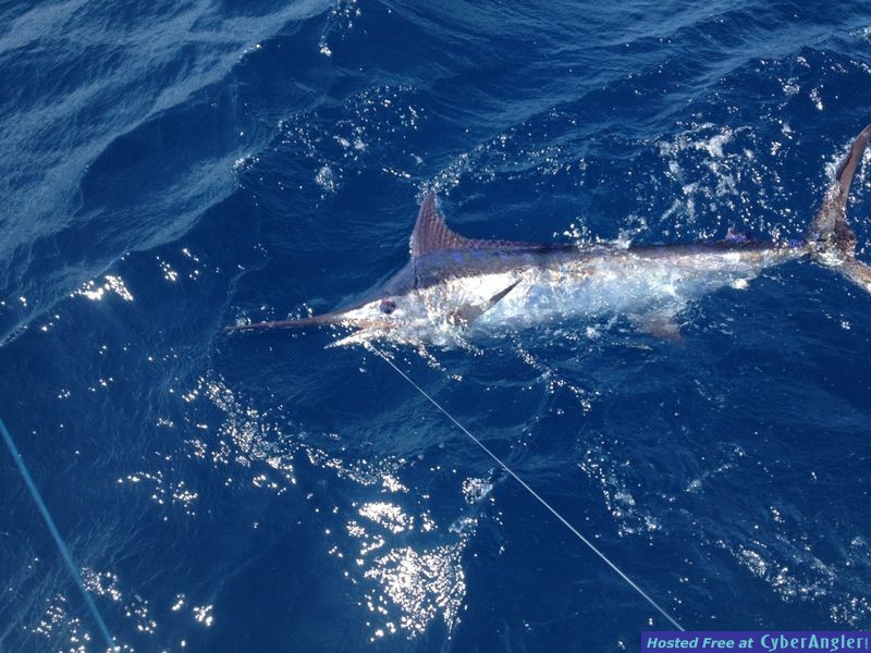 Blue MArlin