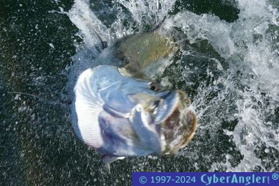 Click to Enlarge Photo