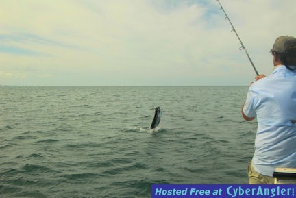 Hal Lutz Sarasota tarpon jump