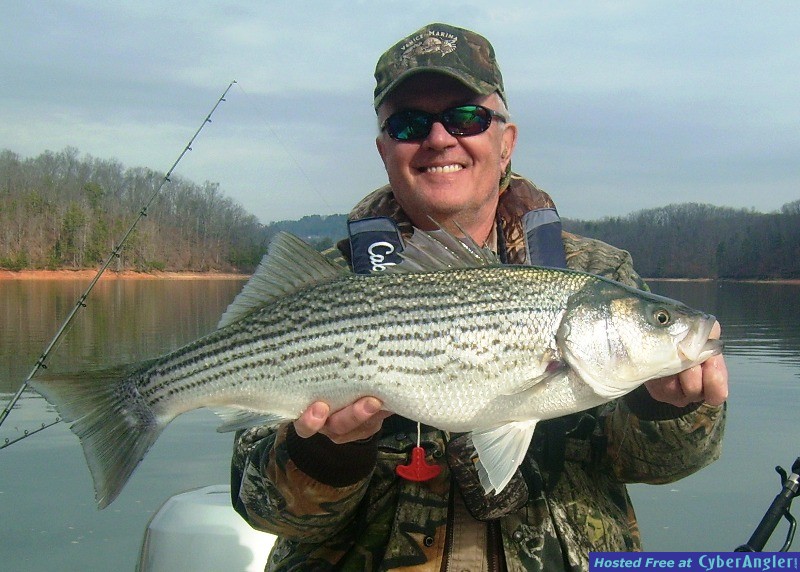 Lake_Lanier_Striped_Bass