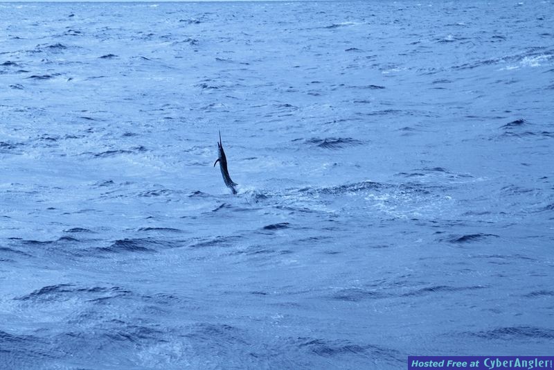 Sailfish Lady Pamela 2