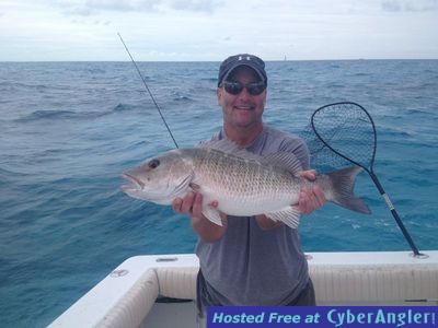 Mangrove snapper Florida Keys Reef