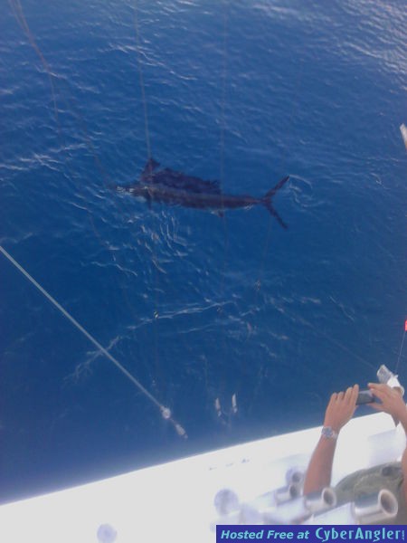 Sailfish tim