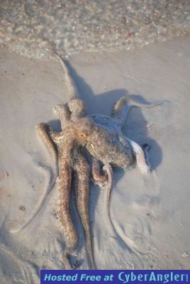 St. Andrews Bay Octopus