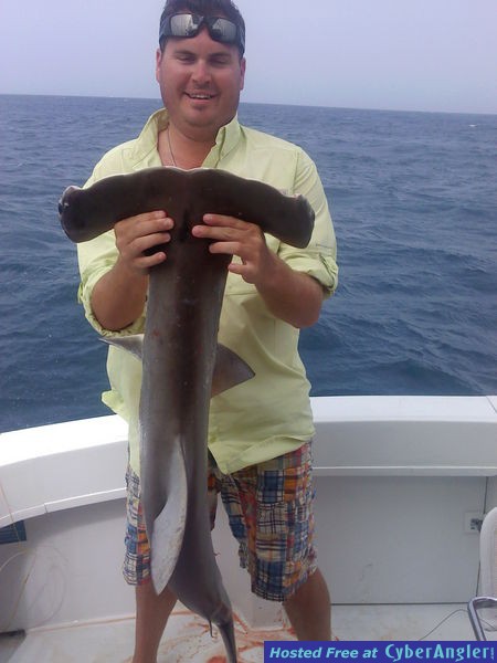 Shark chamberlain