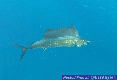 April_7_2012_Sailfish_web1