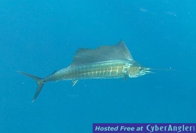 April_7_2012_Sailfish_web1