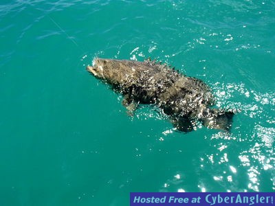 Click to Enlarge Photo