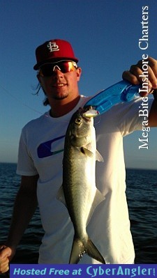 Bluefish